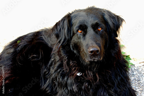 chien noir