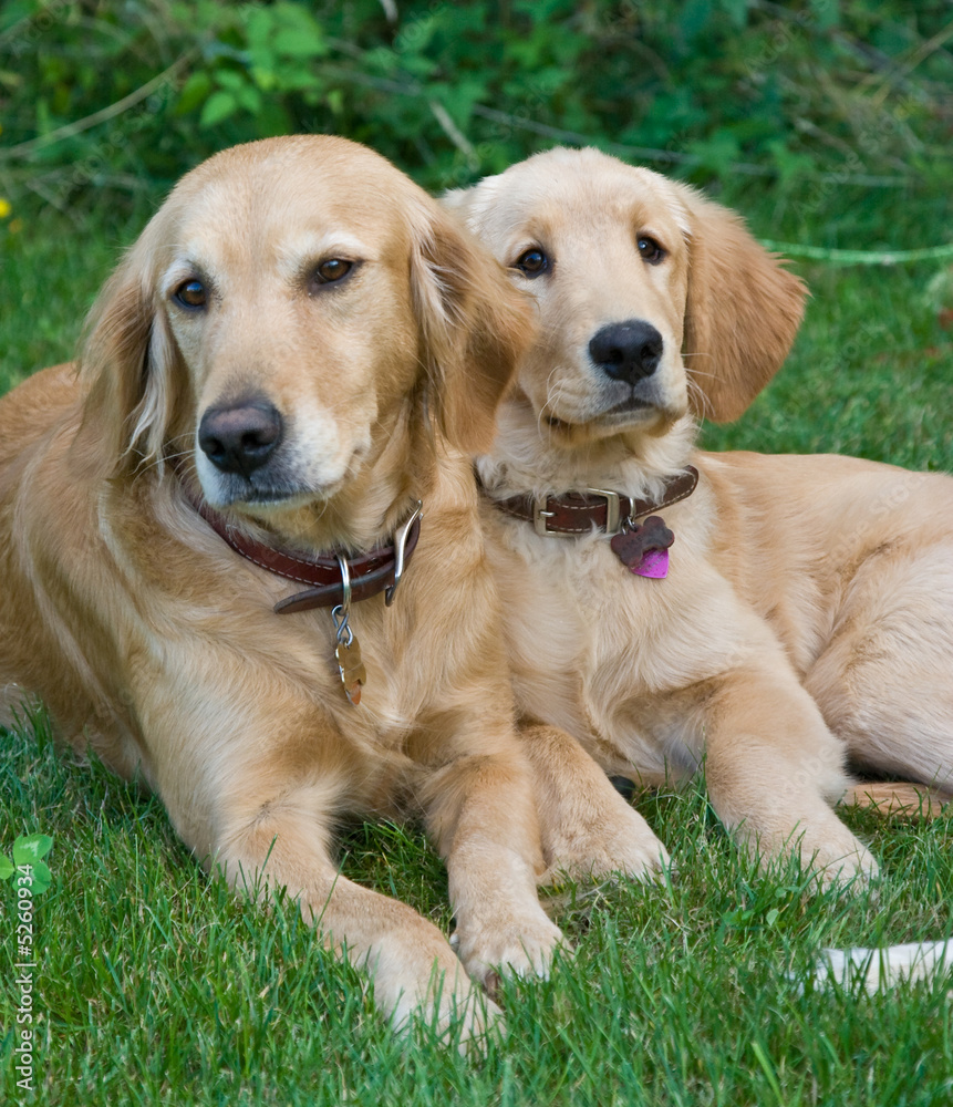 Golden retriever family