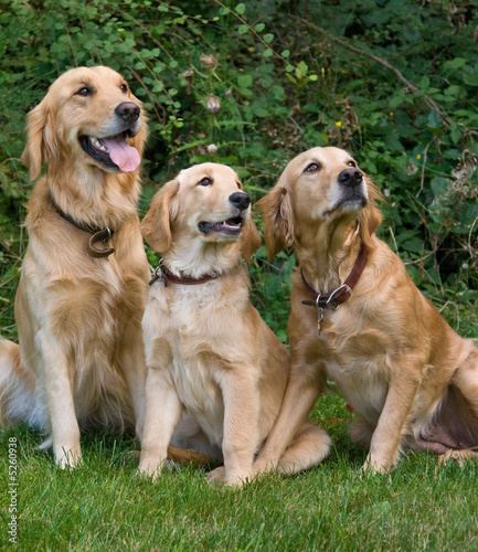 Golden retriever family