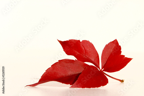 Rotes Blatt von wildem Wein