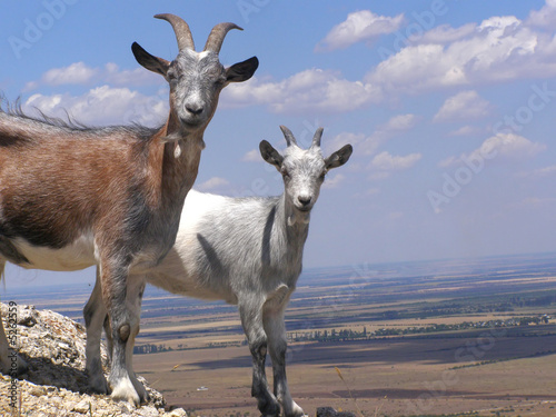 Goats on the Rock