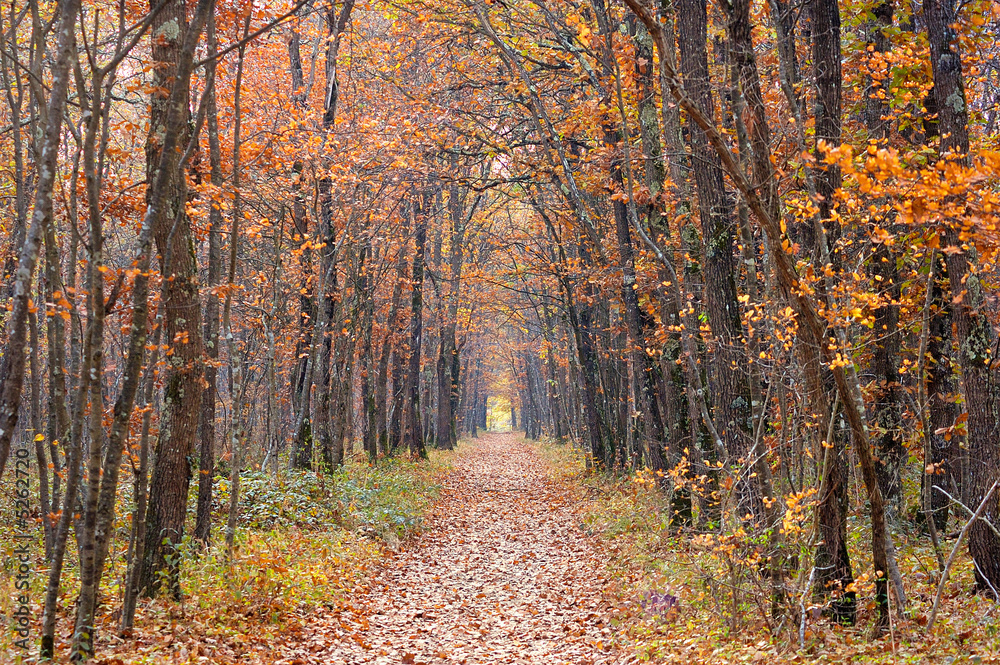 Fototapeta premium couleurs d'automne en foret de bouconne
