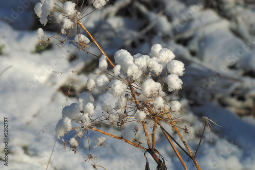 wild angelica covered with the snow photo