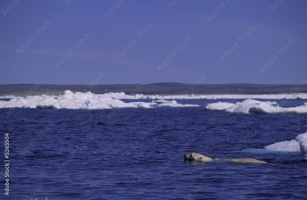 Naklejka premium Polar bear swimming. Arctic circle Canada.