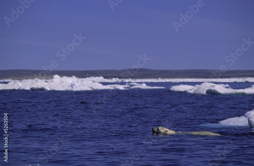 Polar bear swimming. Arctic circle Canada.