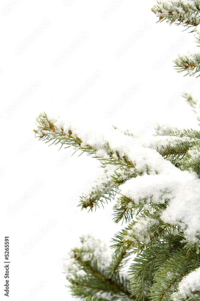 pine tree branch