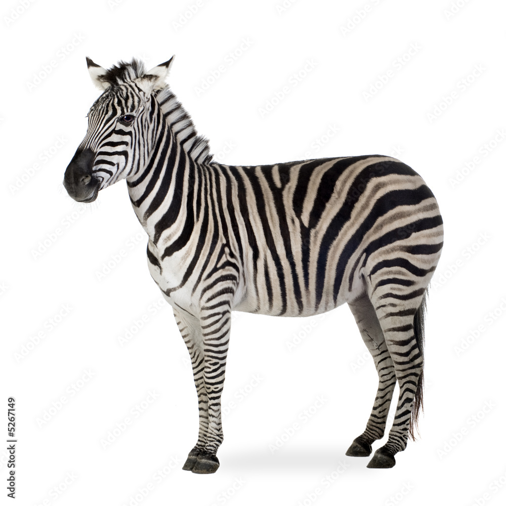 Obraz premium Zebra