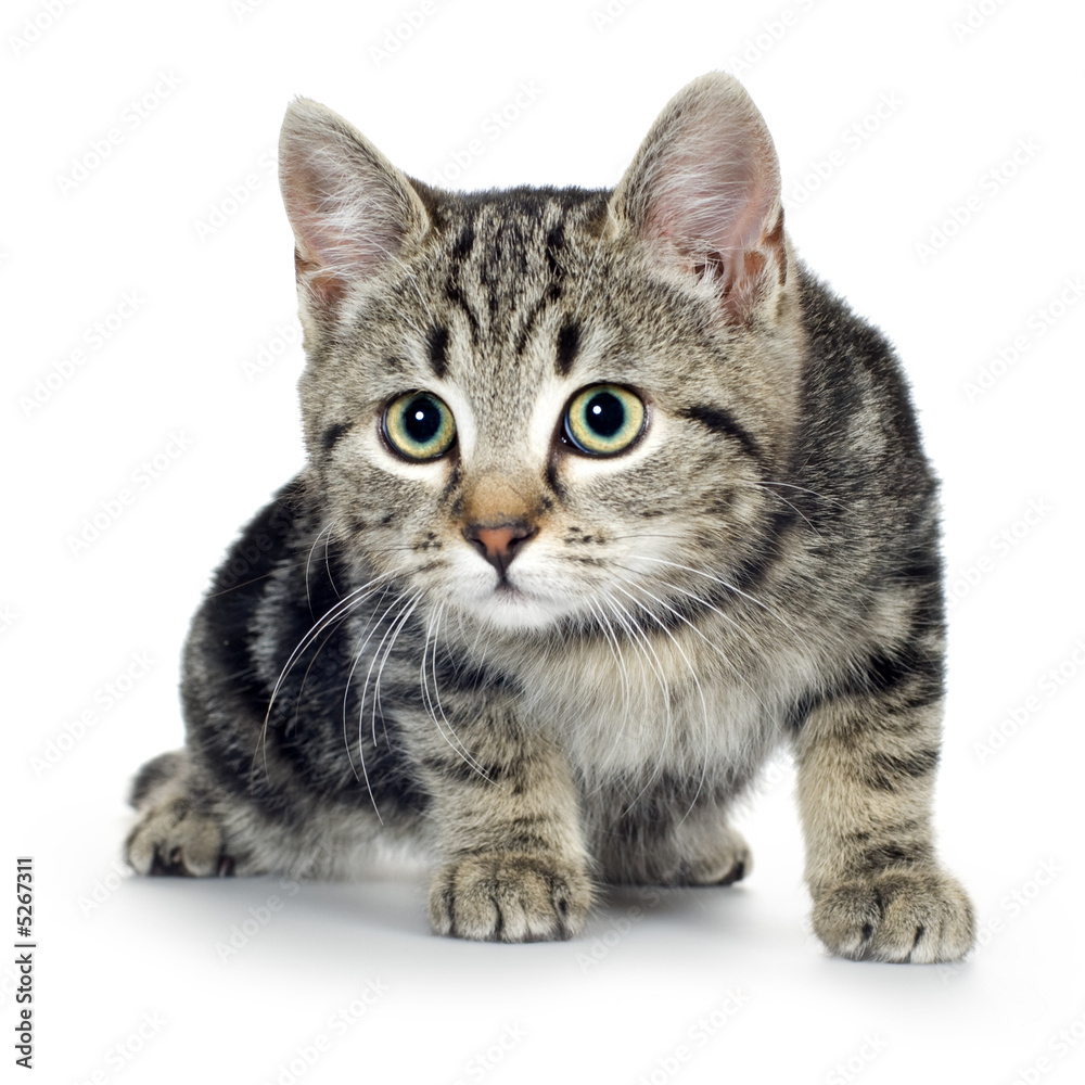 Obraz premium european kitten (3 months)