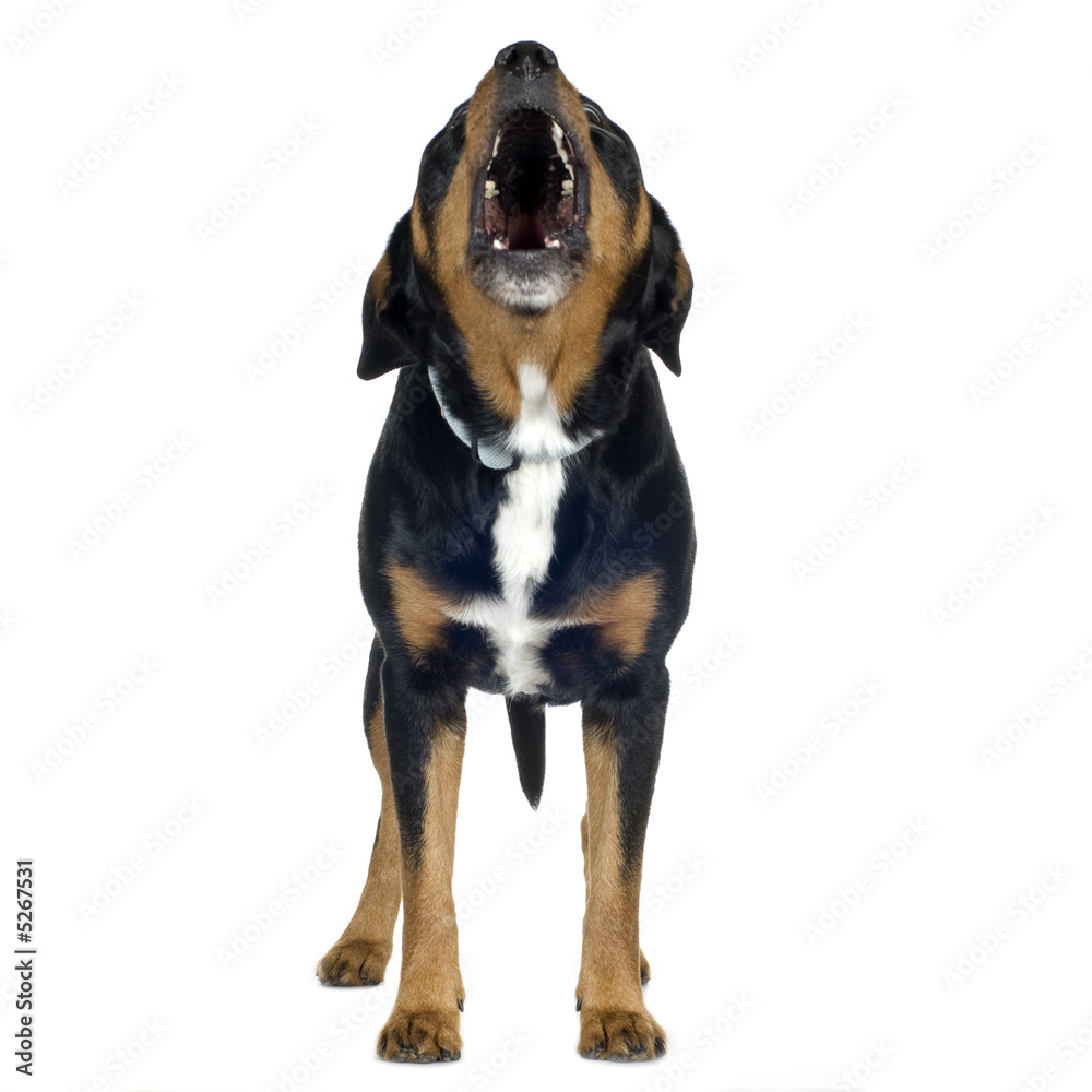 crossbreed Beagle and Rottweiler (6 years) crossbreed Beagle and Rottweiler (6 years)