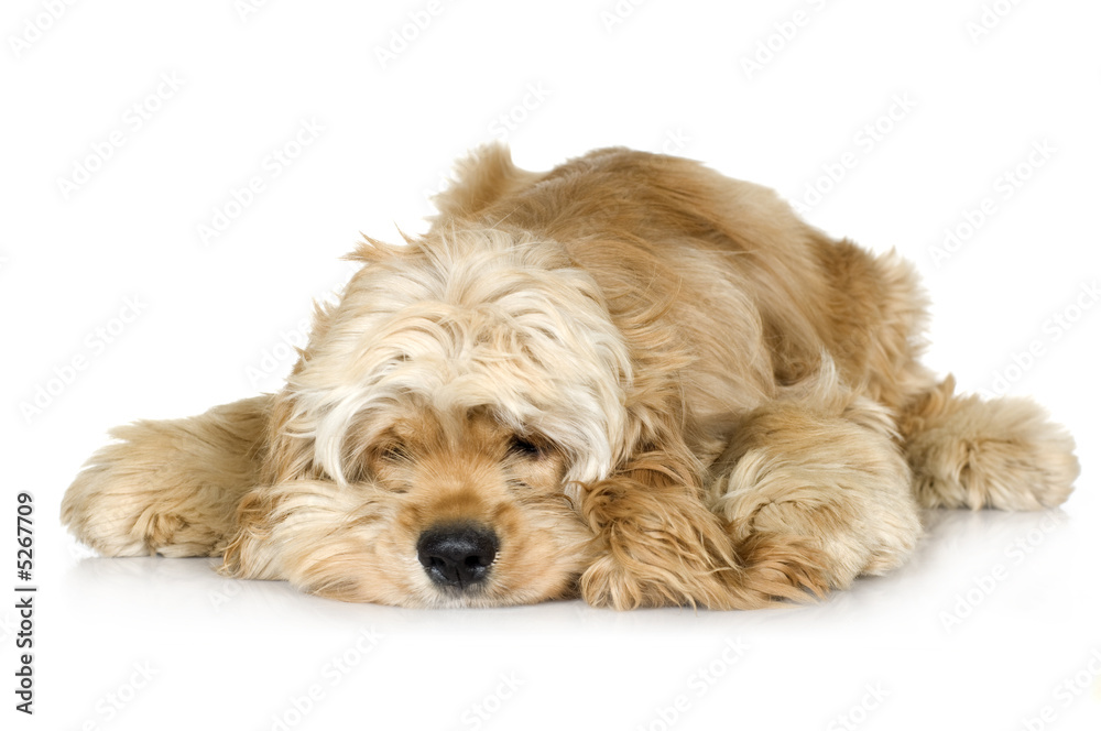 American Cocker Spaniel (7 months) American Cocker Spaniel (7 months)