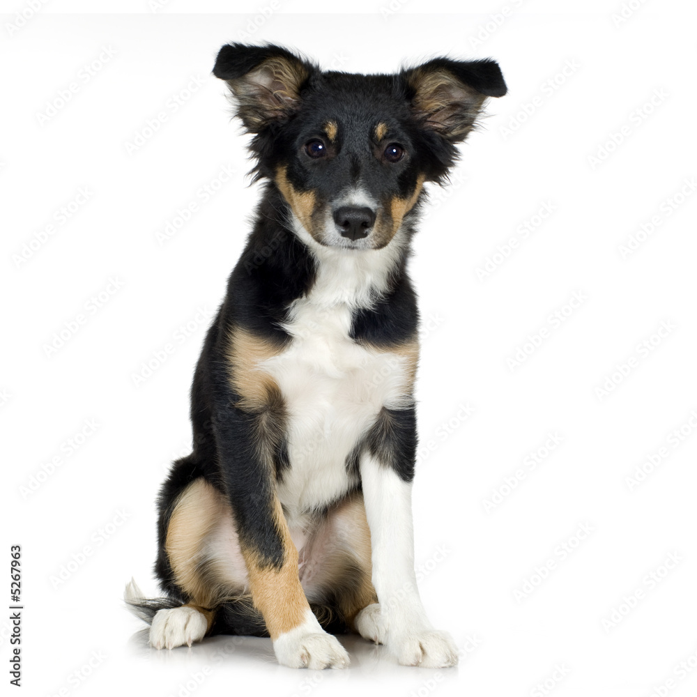 Border Collie (4 months) Border Collie (4 months)