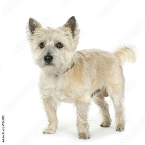 Cairn Terrier (11 years)