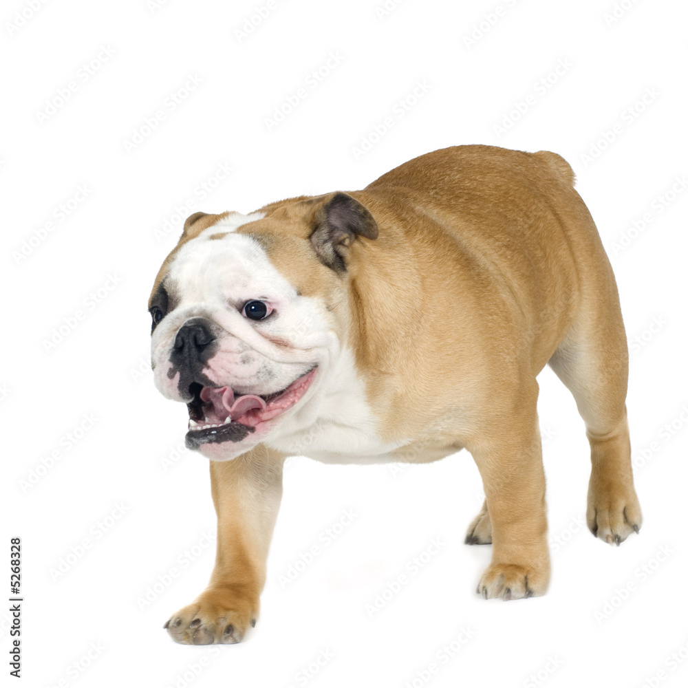 english Bulldog (6 months)