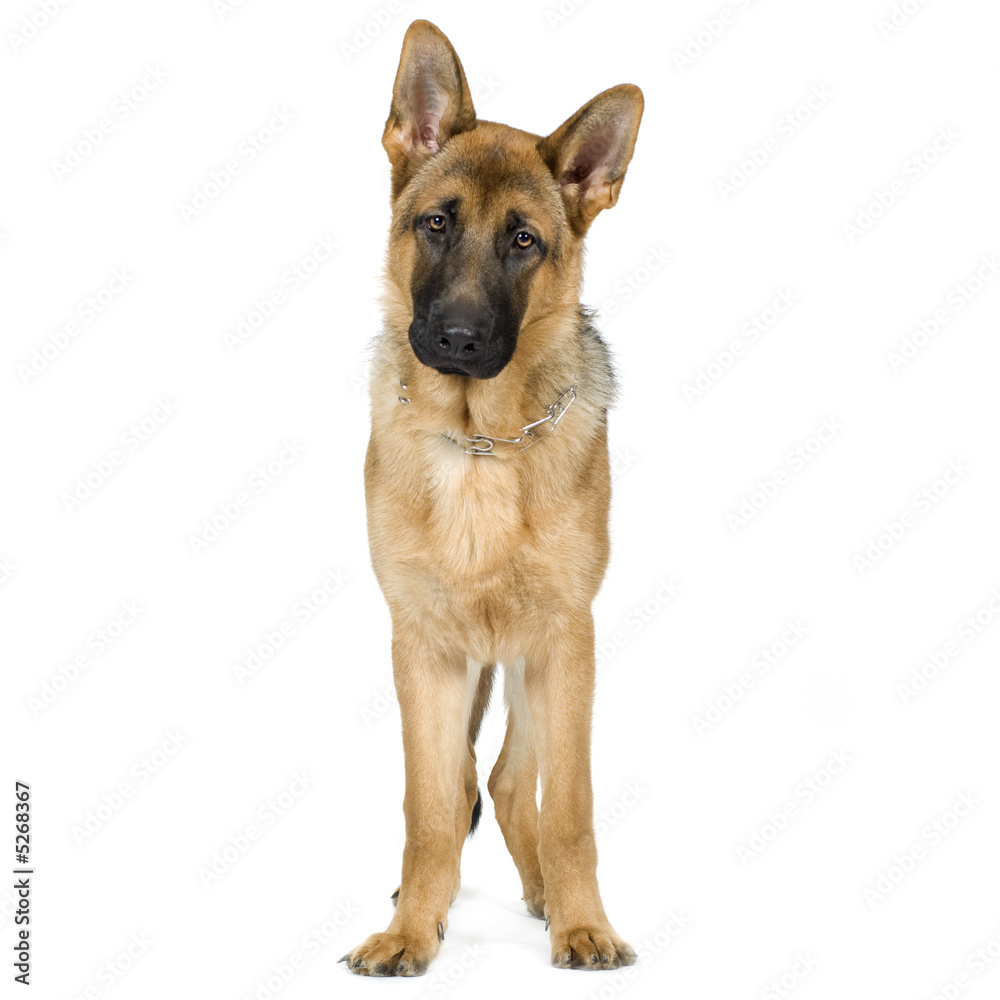 german shepherd (7 months)/ alsatian, police dog