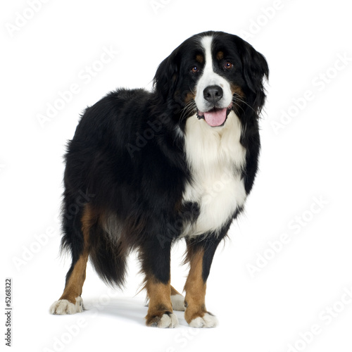 Bernese mountain dog (4 years)