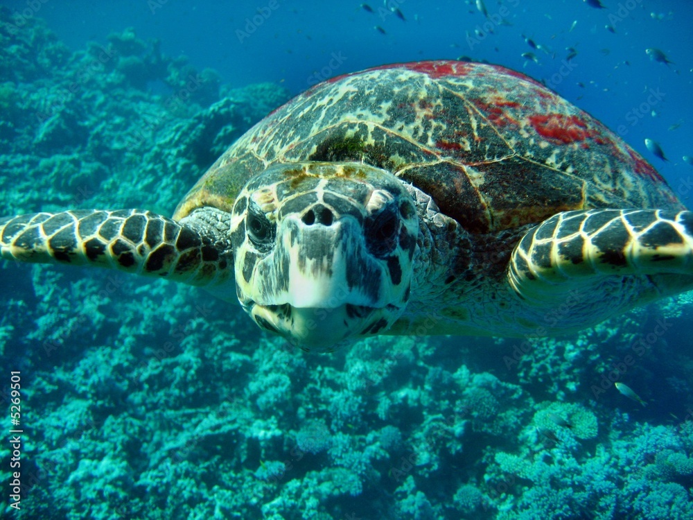 Obraz premium Caretta Schildkröte