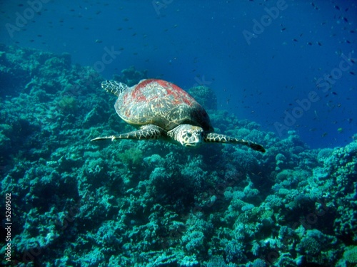 Caretta Schildkröte photo