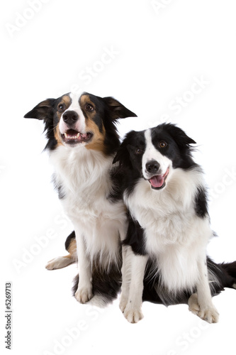 Two dogs