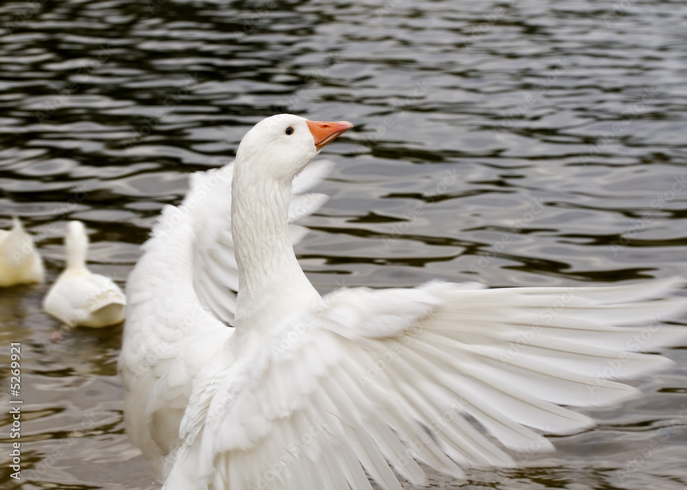 Goose Flap Goose Flap