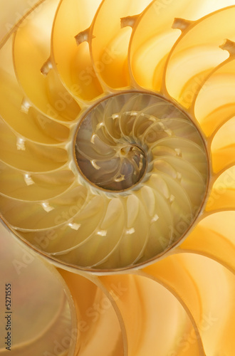 Nautilus Shell Detail