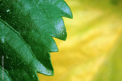 abstract leaf