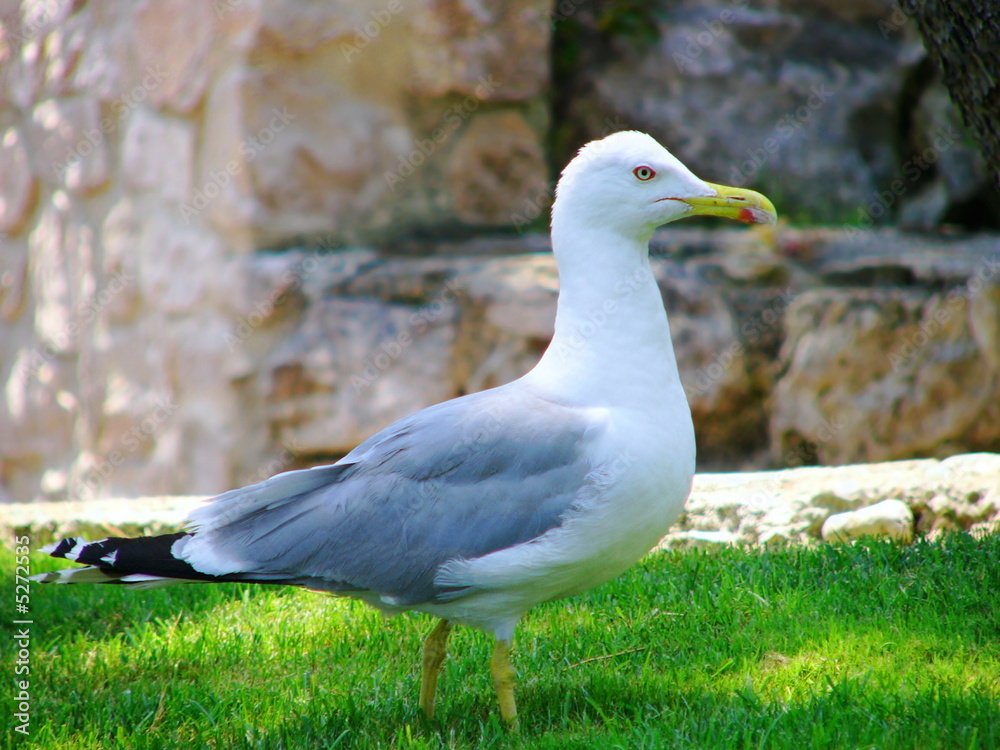 The seagull The seagull