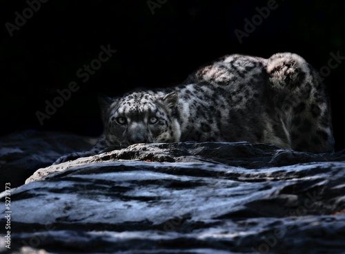 Moonlit Snow Leopard
