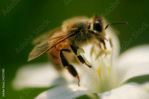 a bee eating on a flower