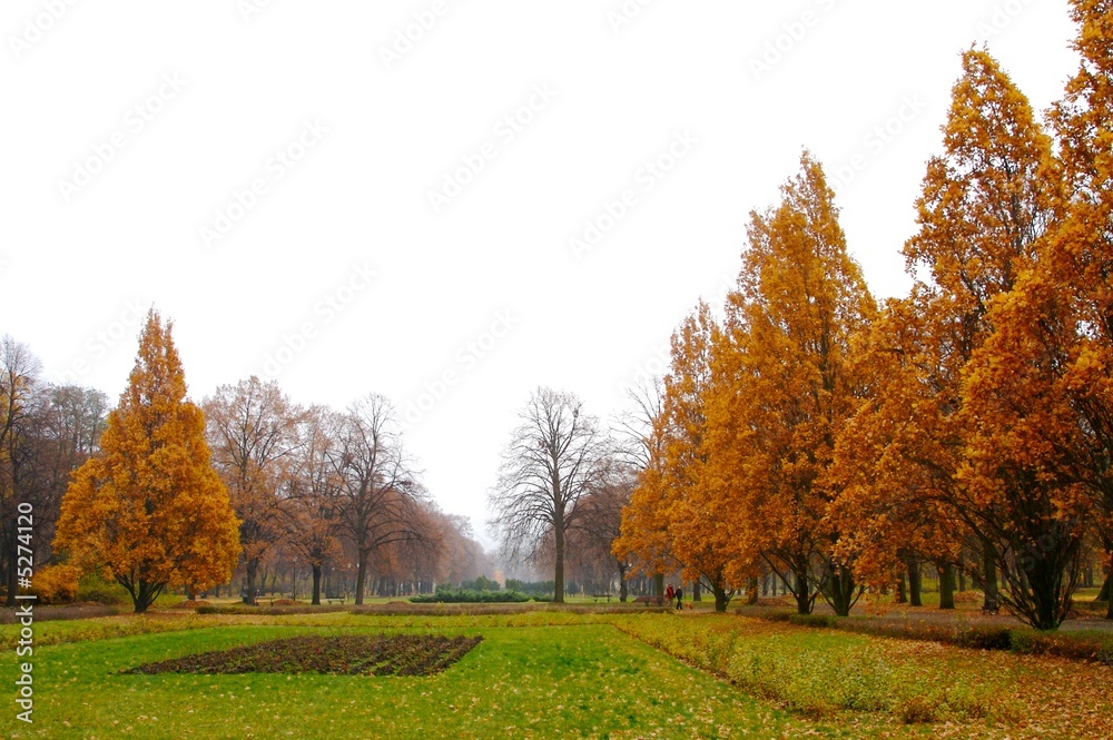 Fototapeta premium fall 11