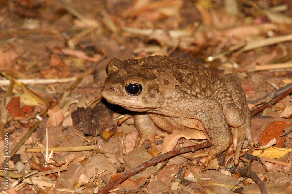 Obraz premium Grenouille