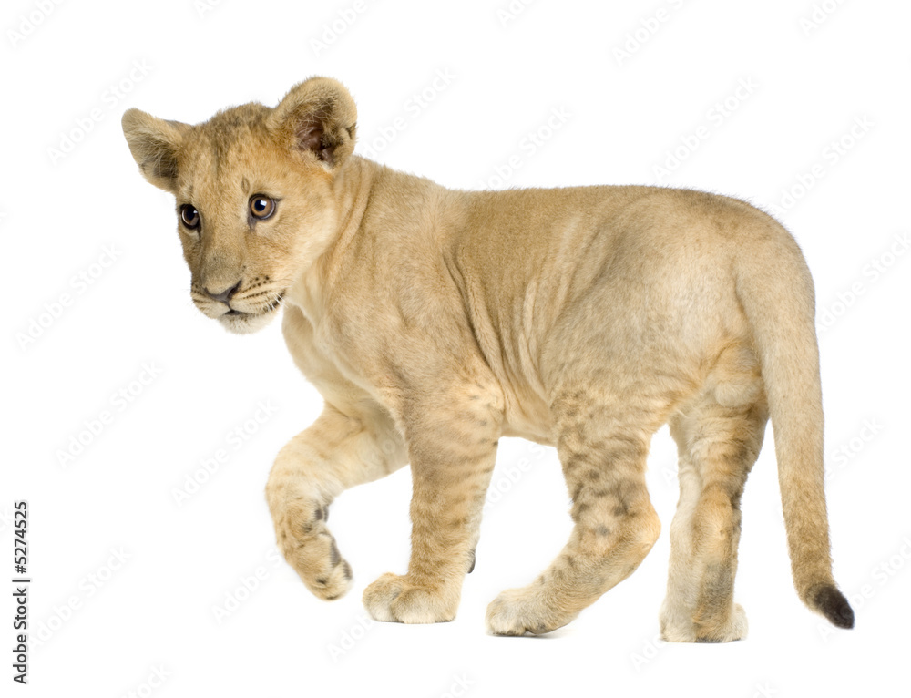 Lion Cub (4 months)