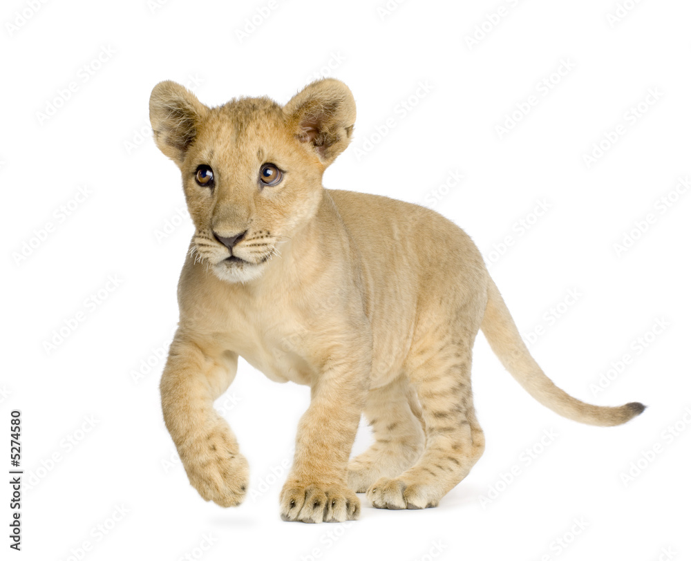 Obraz premium Lion Cub (4 months)