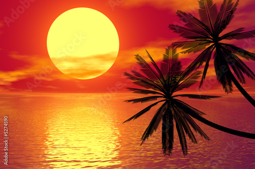 red sunset and palm photo