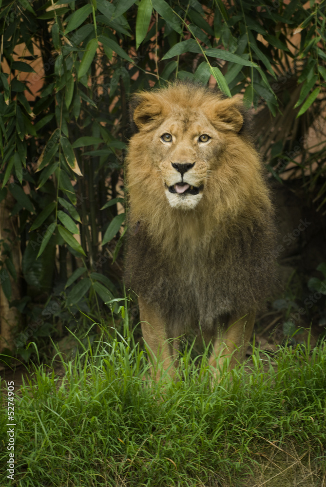 Obraz premium Male Lion