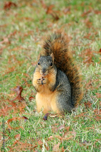 Squirrel Portrait