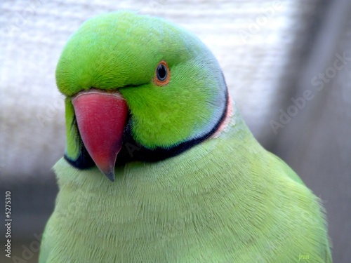 papagaio photo