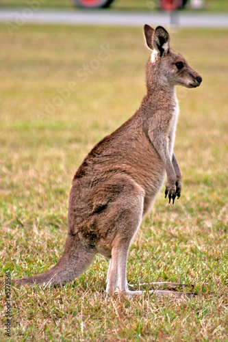 Kangaroo..