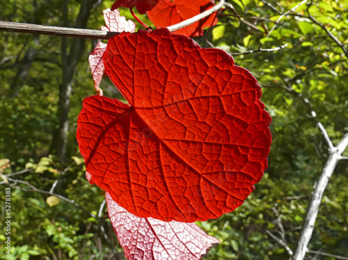 Red lLeaf of Grape 1 photo