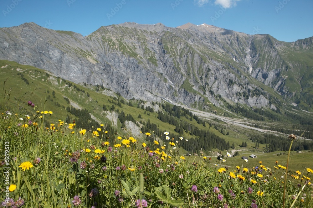 Blumenwiese mit Bergpanorama
