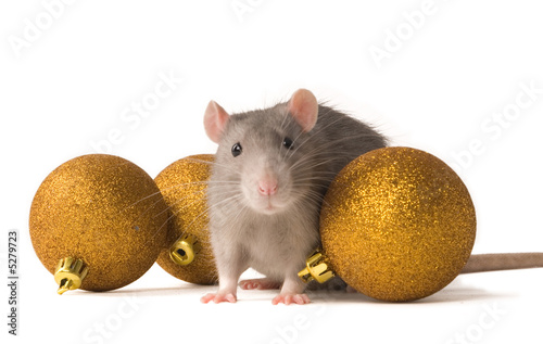 Rat