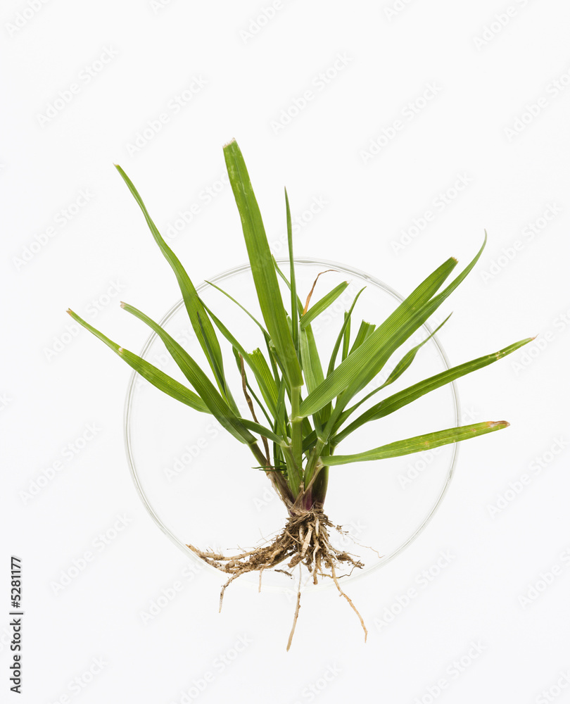 Fototapeta premium Plant in petri dish.