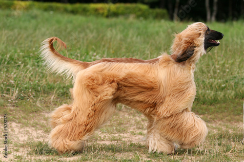 Obraz na płótnie Afghan Hound