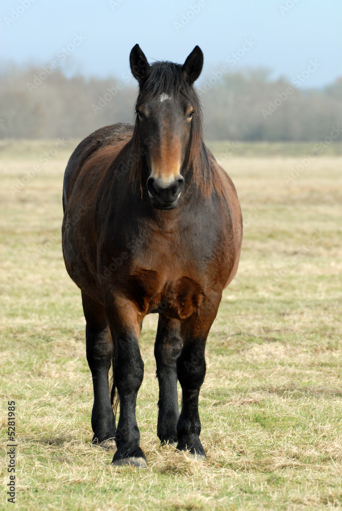 Fototapeta premium ciężki koń na łące