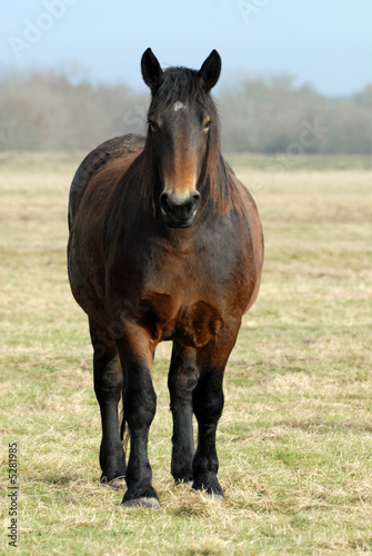 cheval lourd dans une prairie