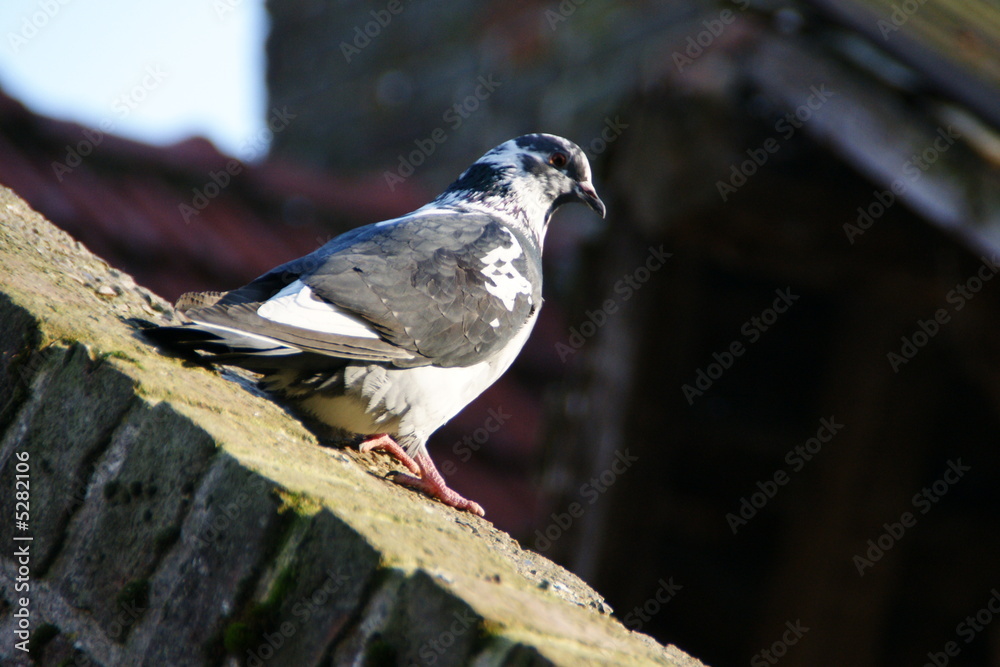 Fototapeta premium Pigeon