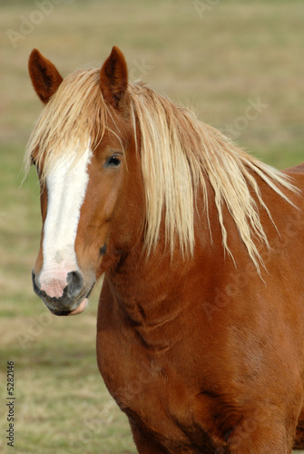 portrait d'un cheval lourd © jeanma85
