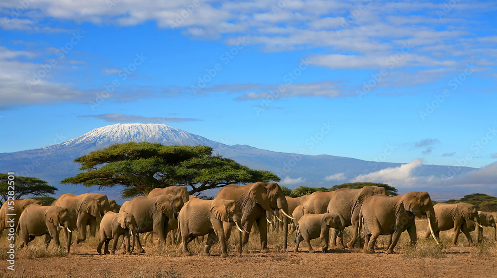 Obraz premium Kilimandżaro Ze Stadem Słoni