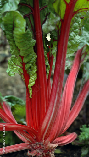 Rhubarb in the Garden