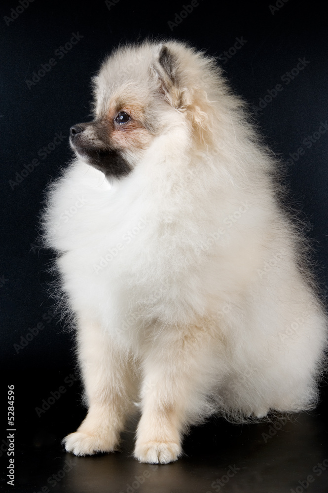 The puppy of the spitz-dog The puppy of the spitz-dog