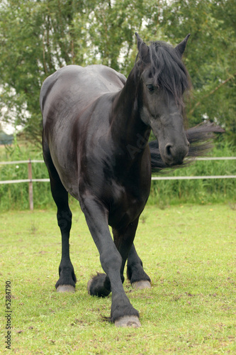 Horse bowing © E. Spek